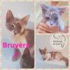 BRUYERE