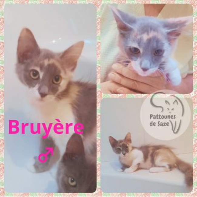 BRUYERE - Chat Européen à adopter