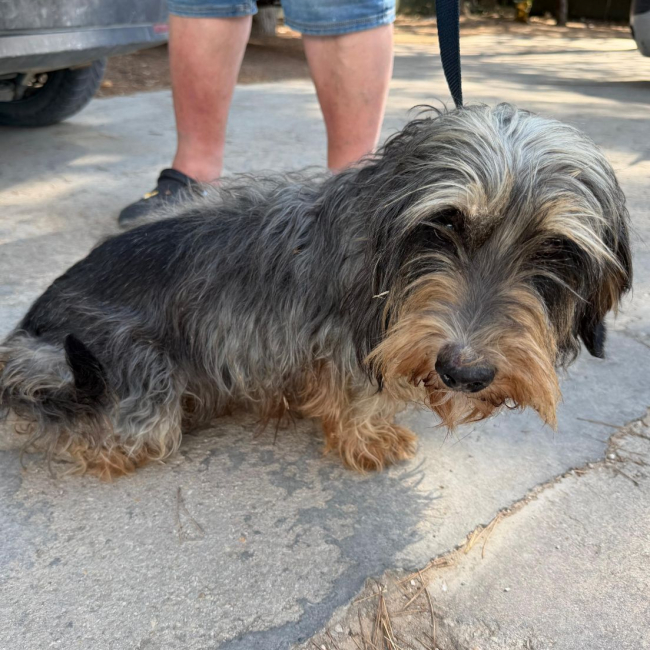 Tana - Chien à adopter