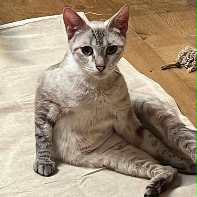 Cléo - Chat Siamois x Européen à adopter
