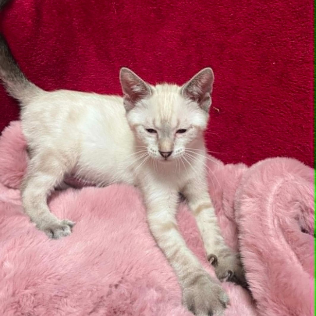 Melchior - Chat Siamois x Européen à adopter