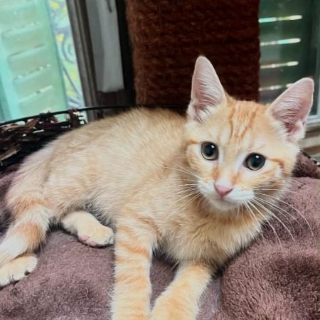 Amandine - Chat Européen à adopter