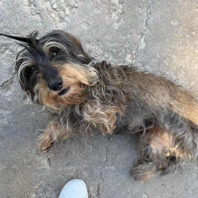 Luna - Chien à adopter