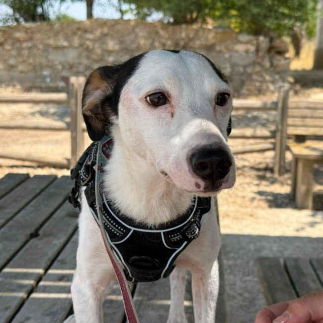 Pipo II - Chien à adopter