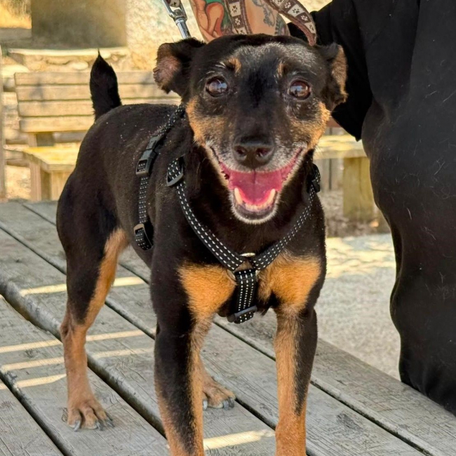 Cara - Chien Pinscher Nain à adopter