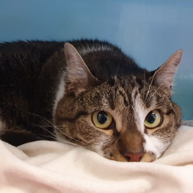 Nala - Chat Européen à adopter