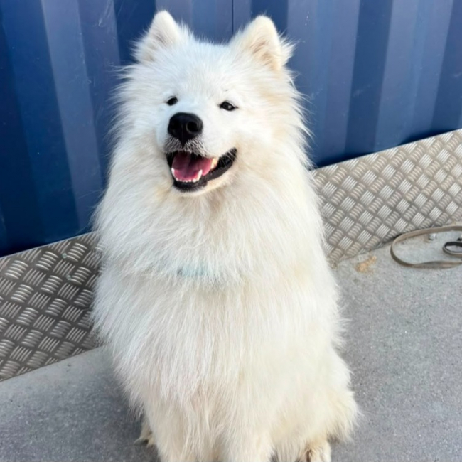 Asko - Chien Samoyéde à adopter