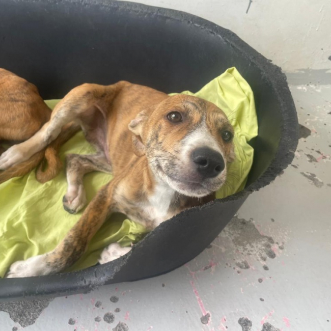 Sherlock - Chien à adopter