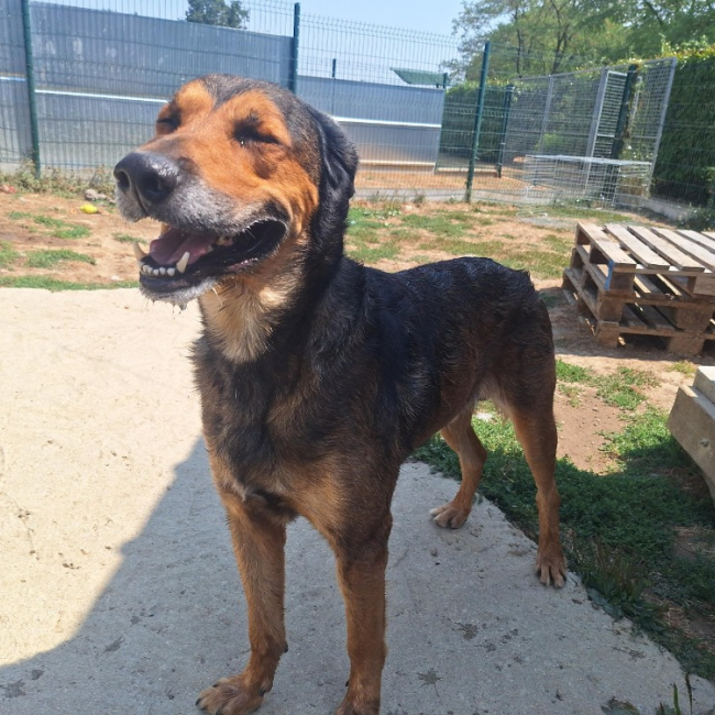 Odin - Chien à adopter