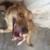 Tacha