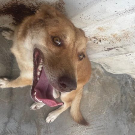Tacha - Chien à adopter