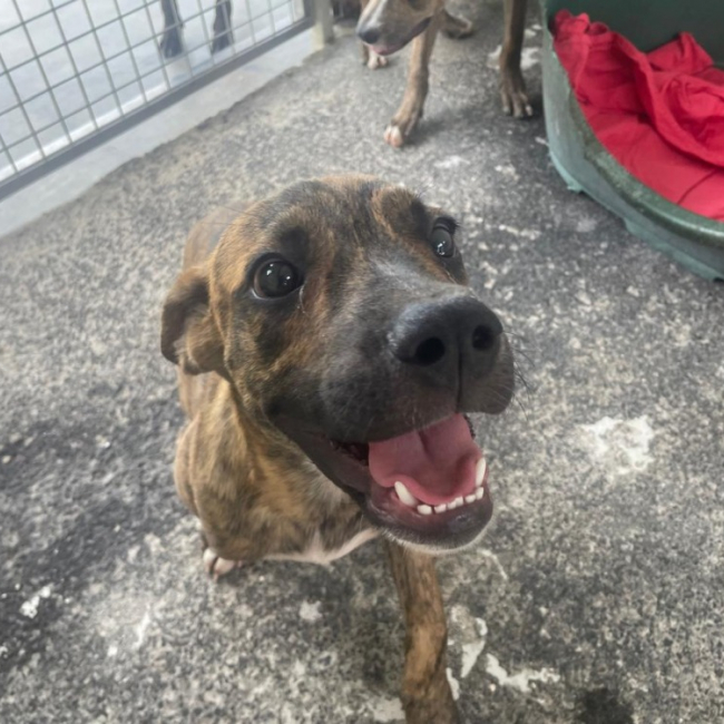 Aramis - Chien à adopter