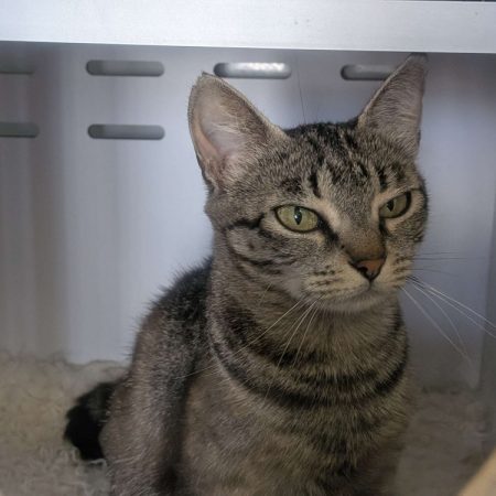 Nova - Chat Européen à adopter