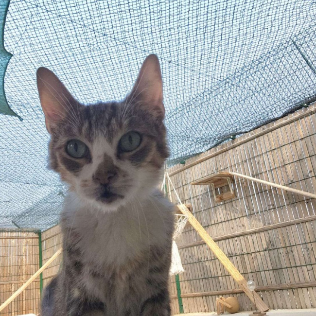 Opium - Chat Européen à adopter