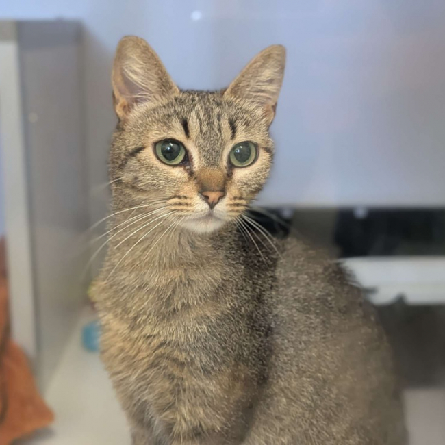 Foly - Chat Européen à adopter