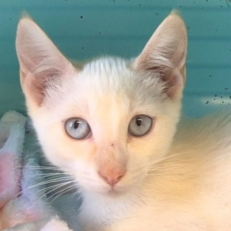 Ramses - Chat Européen à adopter