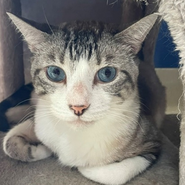 Emile - Chat à adopter