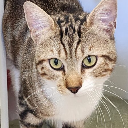 Confetti - Chat Européen à adopter