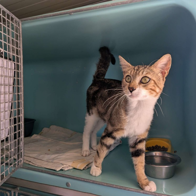 Confetti - Chat Européen à adopter