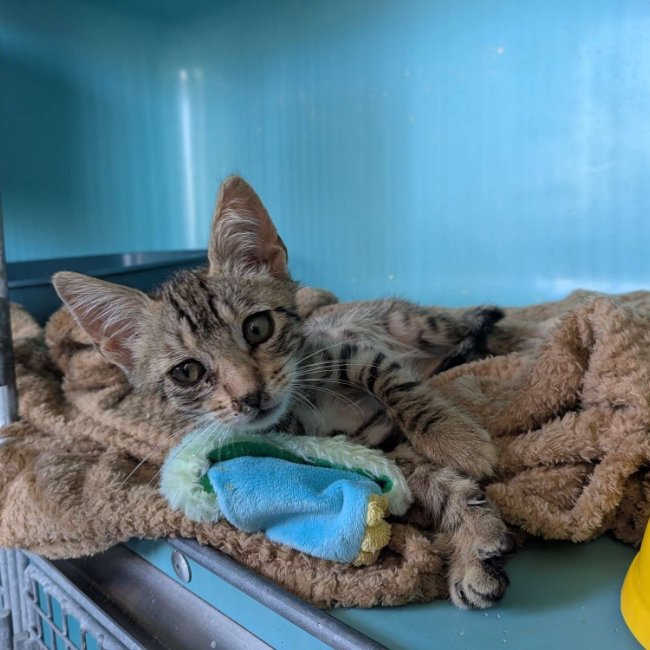 Dakota - Chat Européen à adopter
