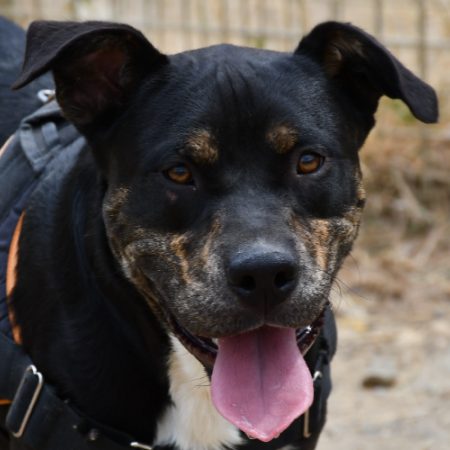 Willy - Chien à adopter