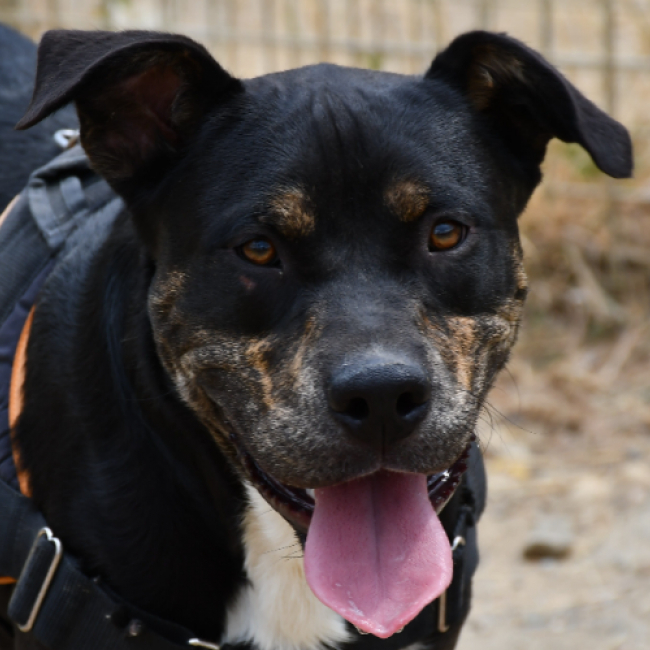 Willy - Chien à adopter