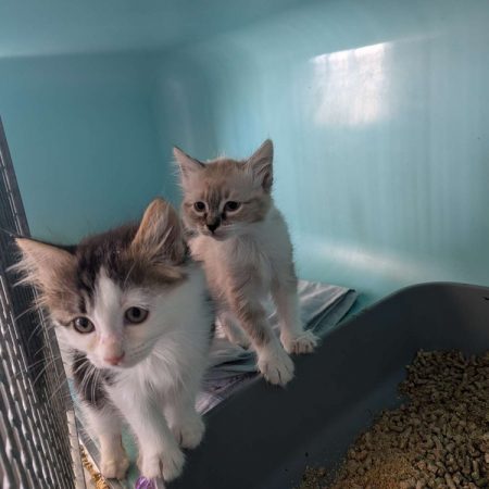 Dusty - Chat Européen à adopter