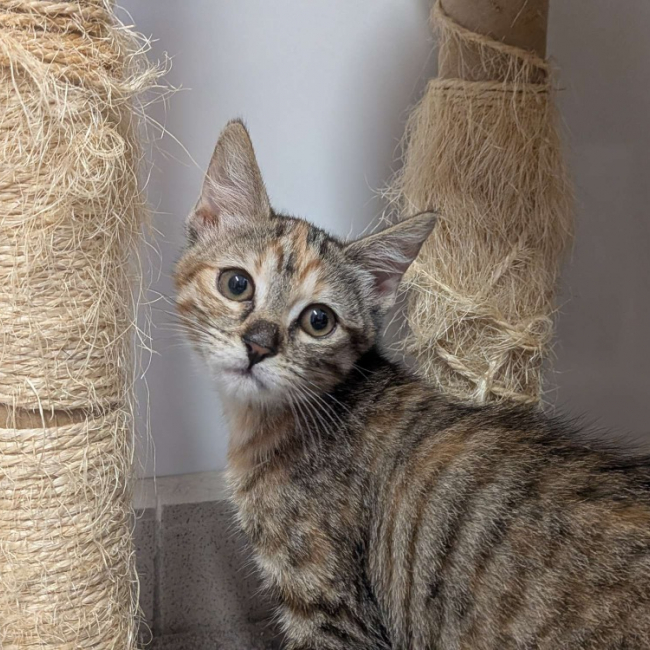 Kiara - Chat Européen à adopter