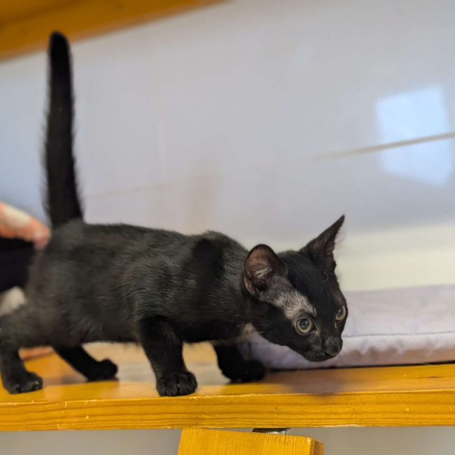 Kovu - Chat Européen à adopter