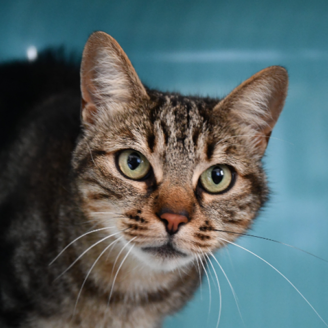 Nala - Chat Européen à adopter