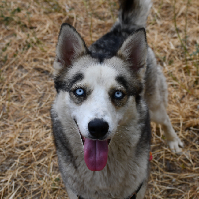Lyna "en cours d'adoption"