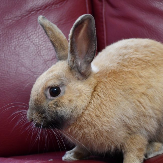 Oliver - Rongeur Lapin à adopter