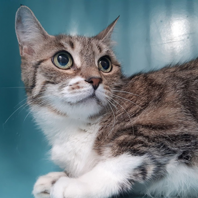 Mary - Chat Européen à adopter