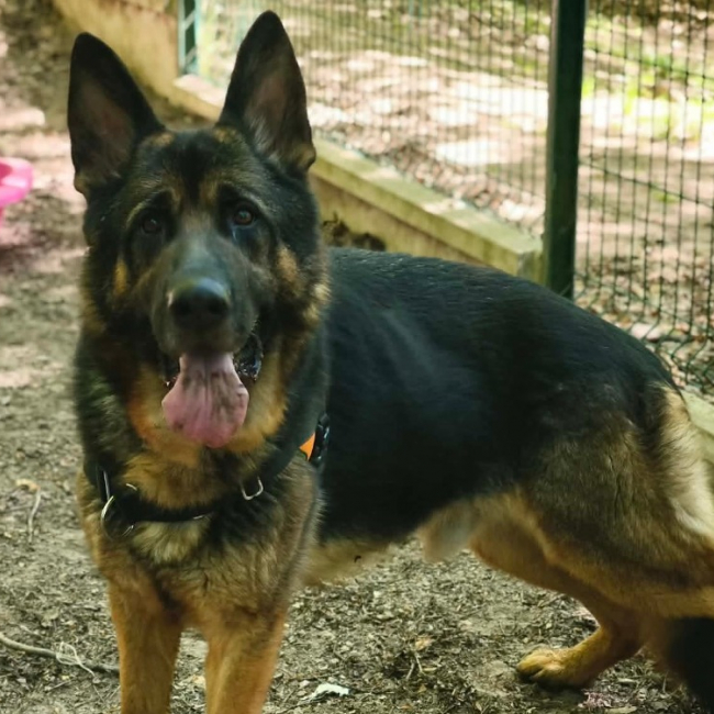Tyson - Chien Berger Allemand à adopter