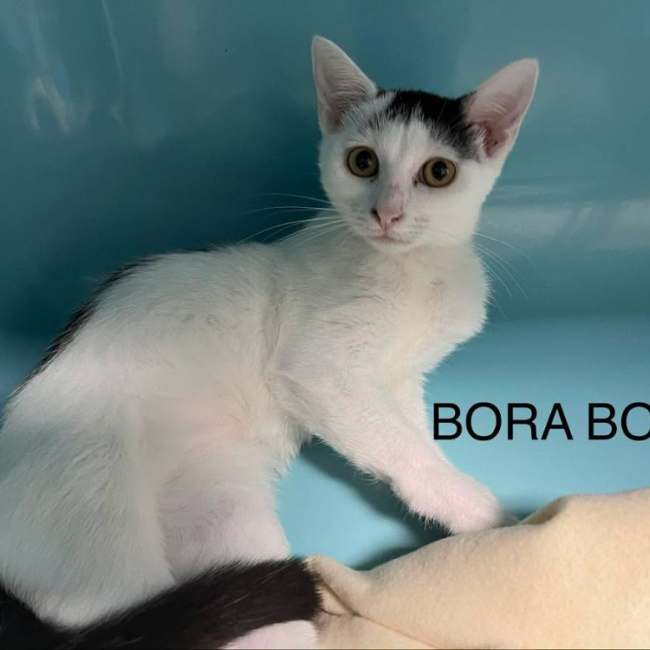 Bora-bora