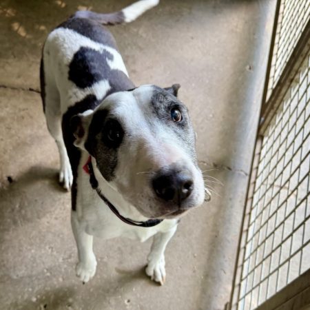 Princesse - Chien à adopter