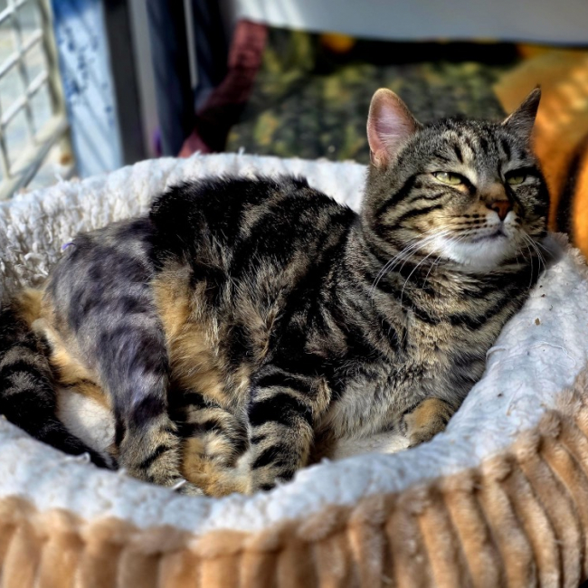 Bidibulle - Chat Européen à adopter