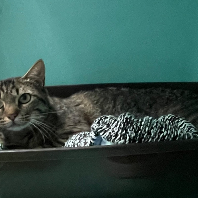 Calypso - Chat Européen à adopter