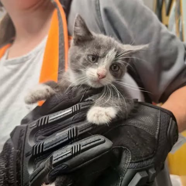Banzai - Chat Européen à adopter
