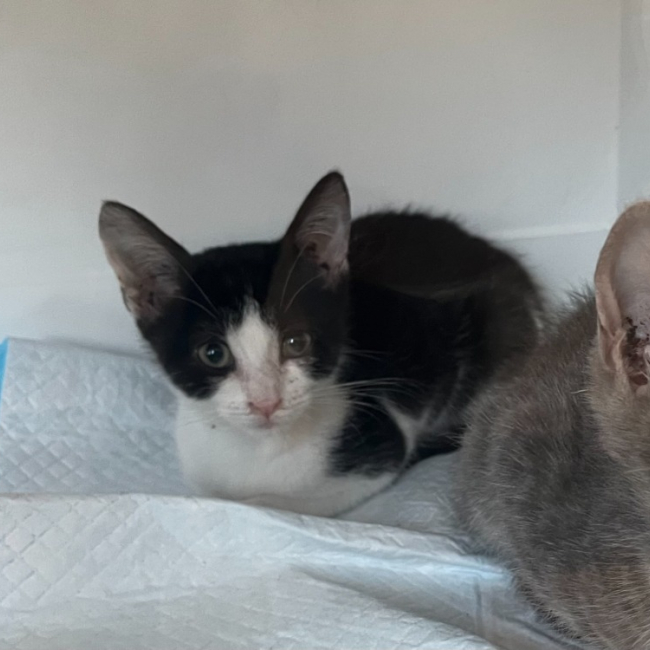 Kaï - Chat Européen à adopter