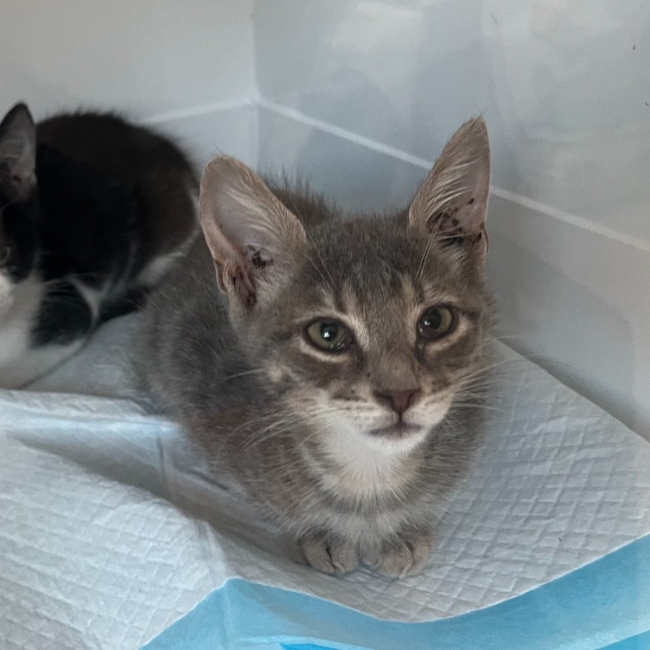 Tao - Chat Européen à adopter