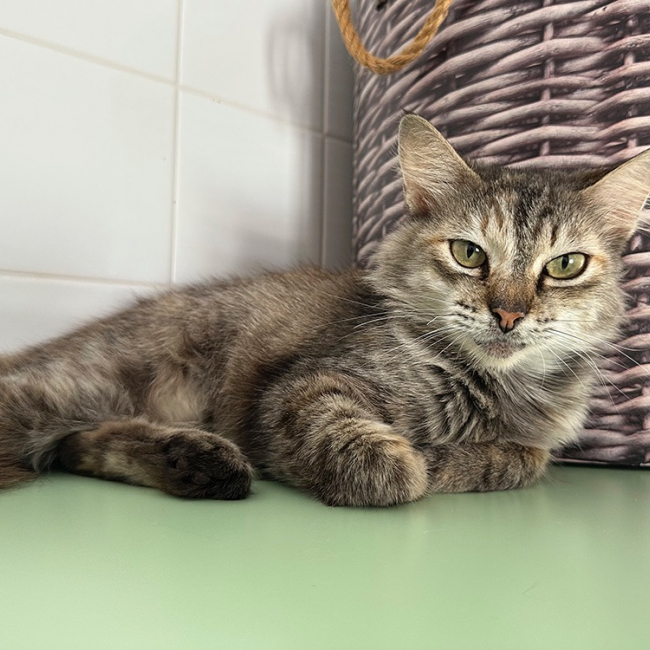 Josiane - Chat Européen à adopter