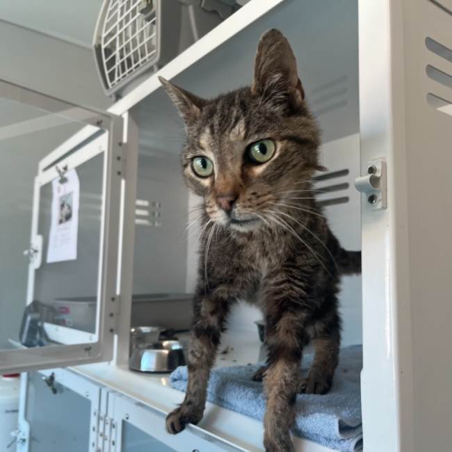 Chapalu - Chat Européen à adopter