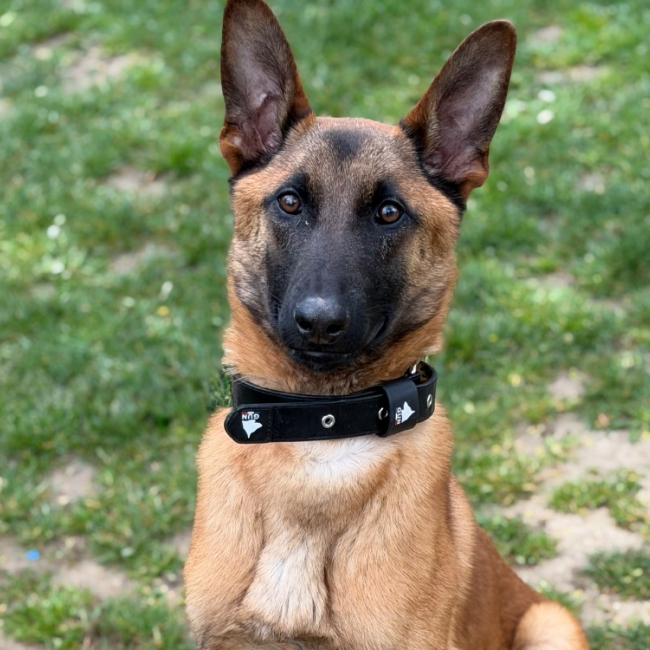 Malin - Chien Berger Belge Malinois à adopter