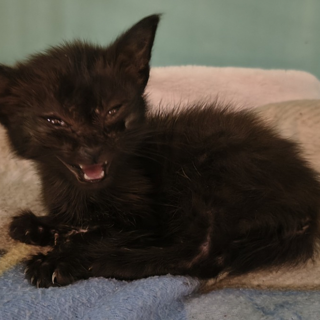 Crius - Chat Européen à adopter