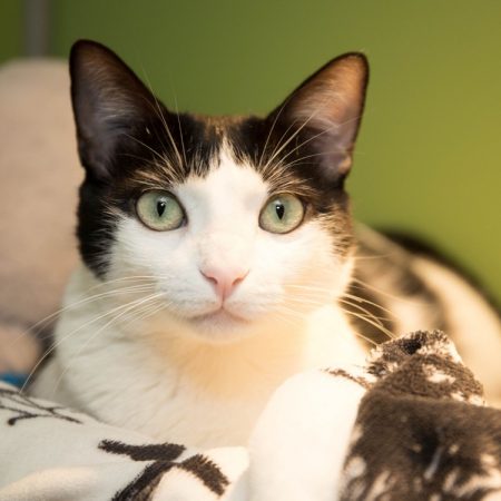 Tina - Chat Européen à adopter