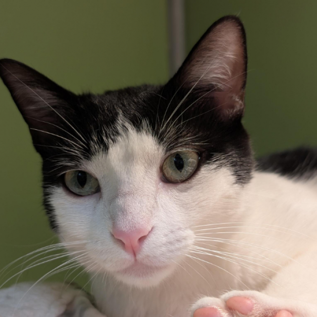 Tina - Chat Européen à adopter