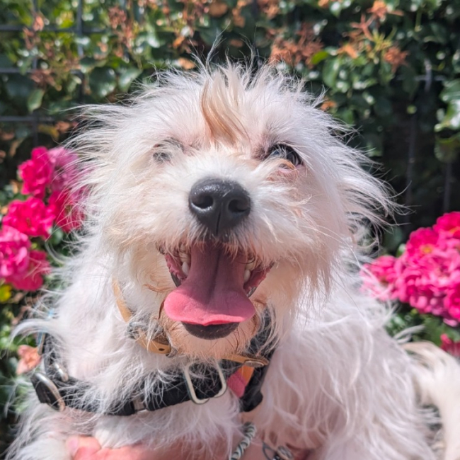 Meili - Chien Coton de Tuléar à adopter