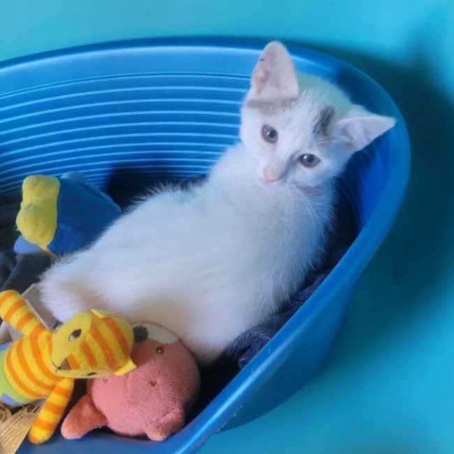 Tricotte - Chat Européen à adopter