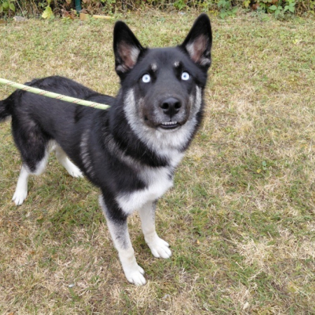 NÉmo - Chien Husky Sibérien à adopter